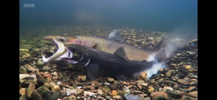 Atlantic salmon (Salmo salar) as shown in Wild Isles - Freshwater